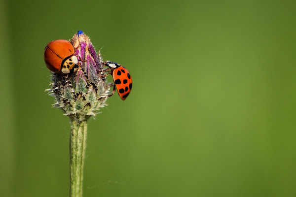 Le due coccinelle di Davide_79