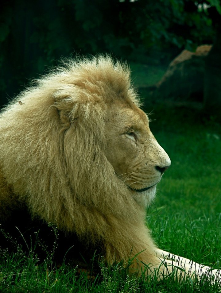 Lazy lion di zophe