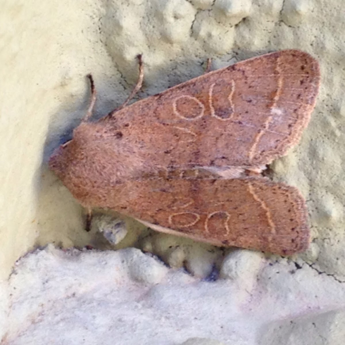 Common Quaker