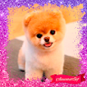 Puppy Dog GIF Photo Frames icon