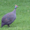 Helmeted Guineafowl