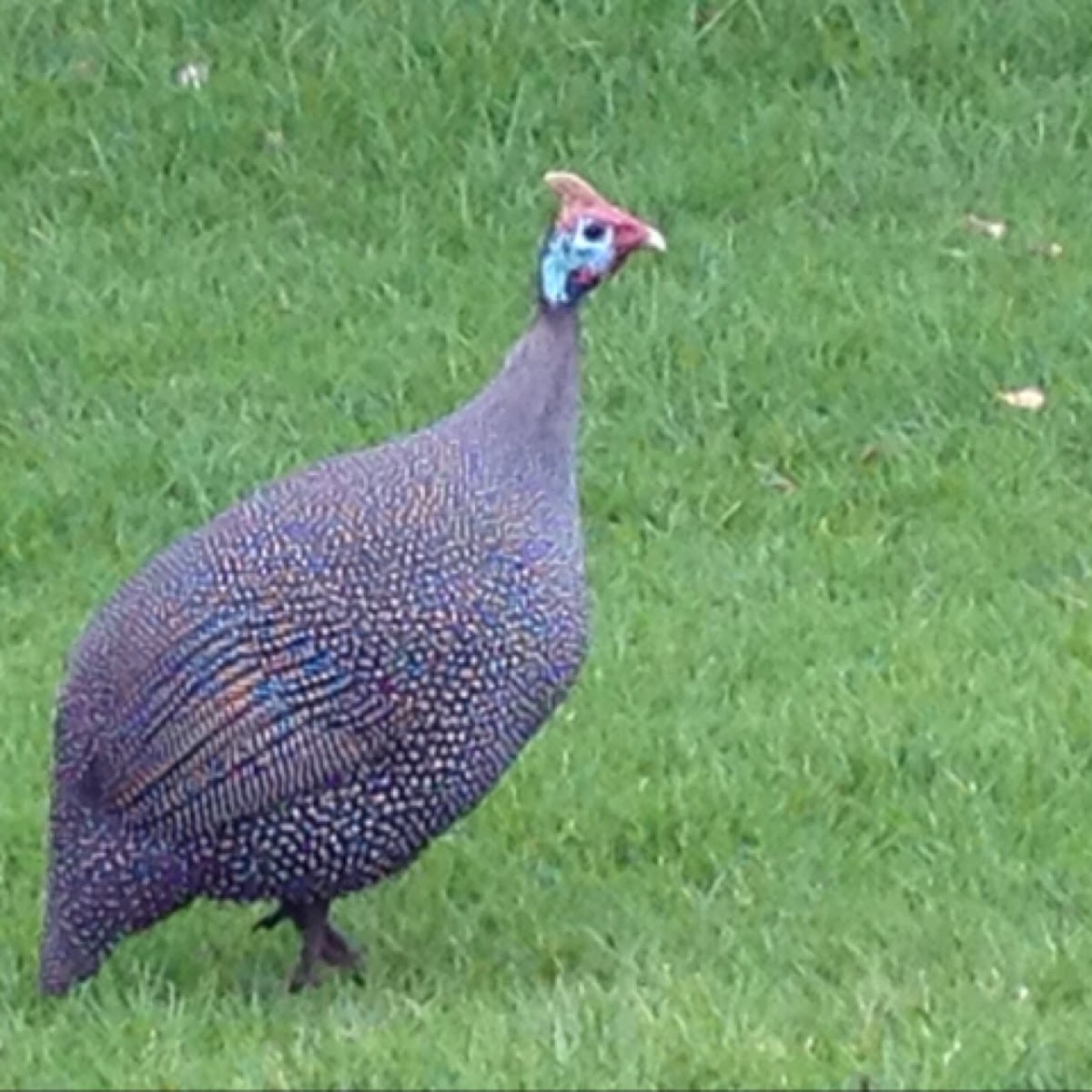 Helmeted Guineafowl