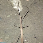 Stick insect