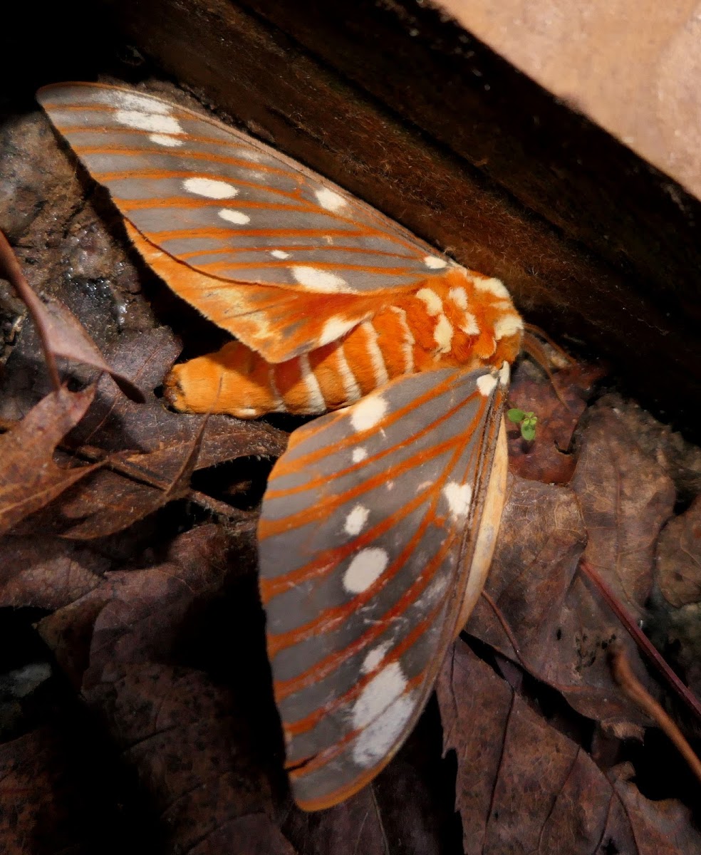 Regal Moth