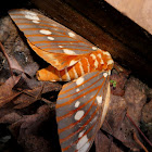 Regal Moth