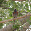 Western Bluebird