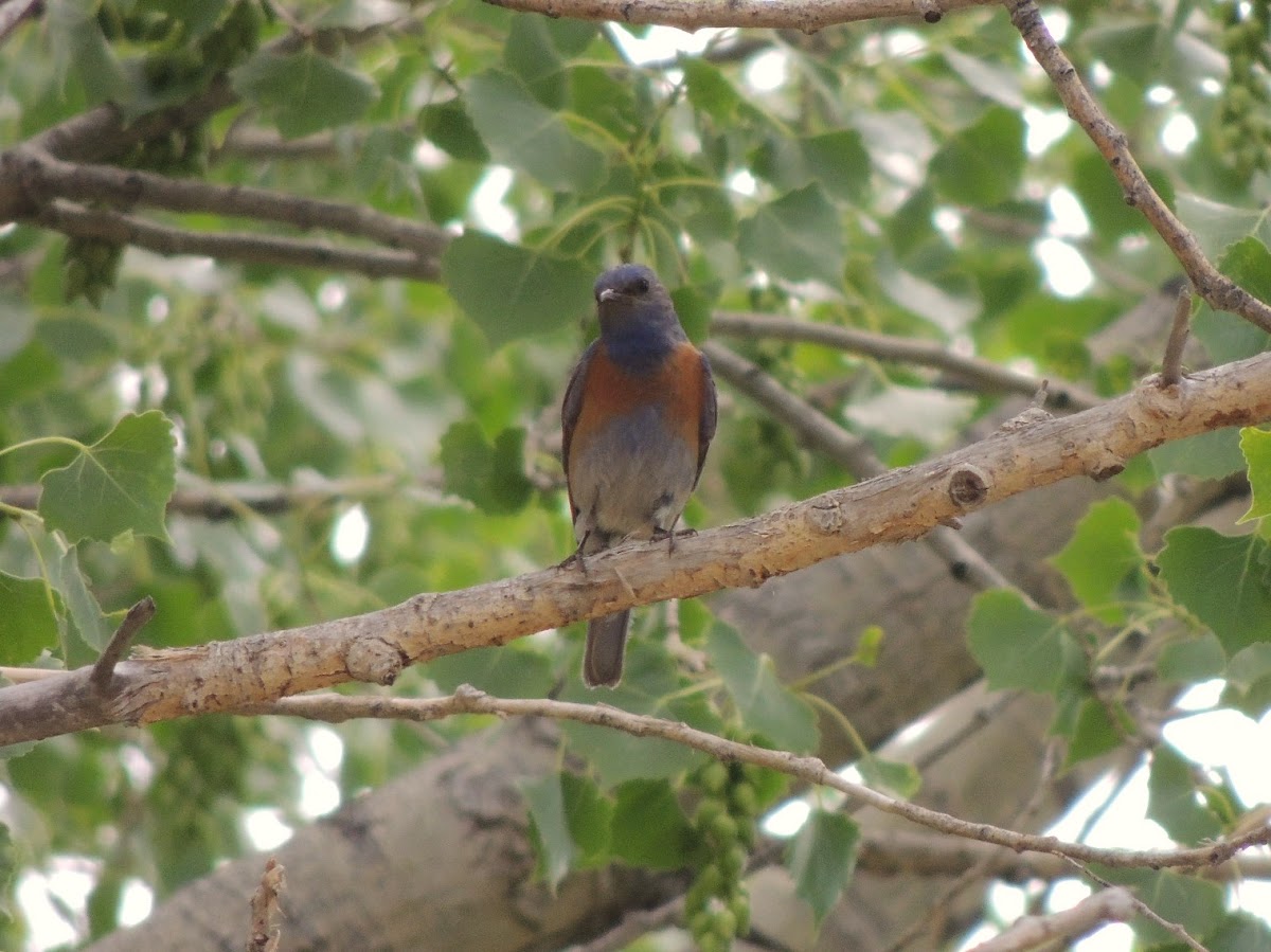 Western Bluebird