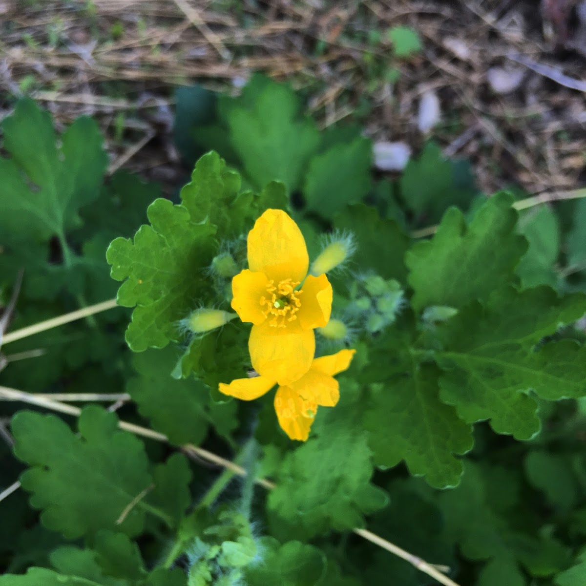 Greater Celandine