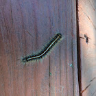 Eastern tent caterpillar