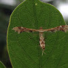 Plume Moth