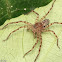 Huntsman Spider