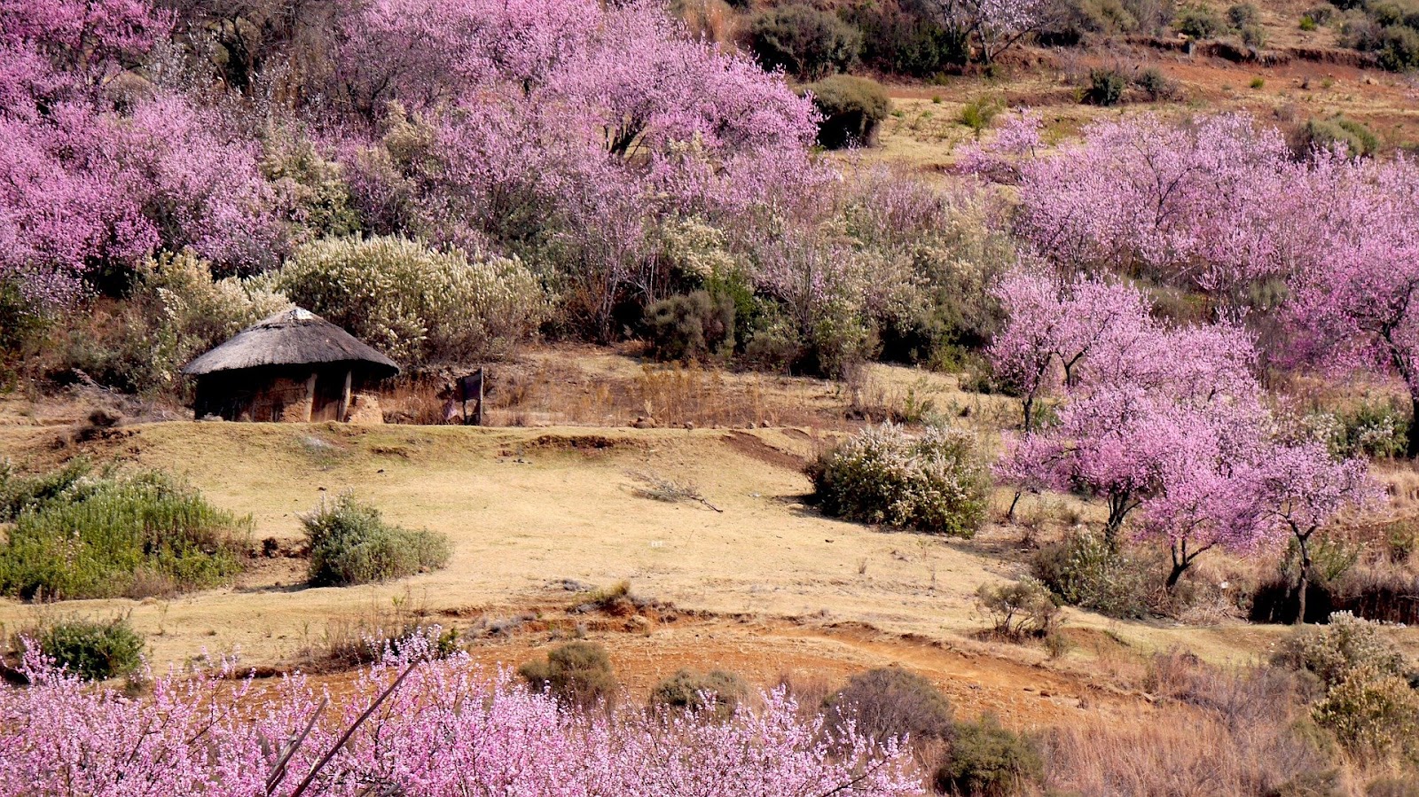 桃の花｜夏の季語、俳句