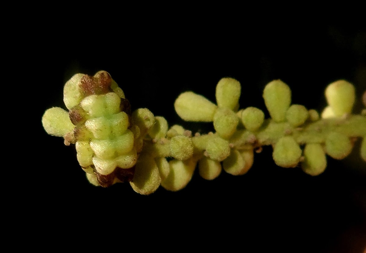 Lycaenidae caterpillar