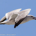 Audouin's Gull; Gaviota de Audouin