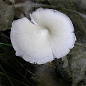 Common Psathyrella