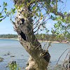 Mangrove Tree