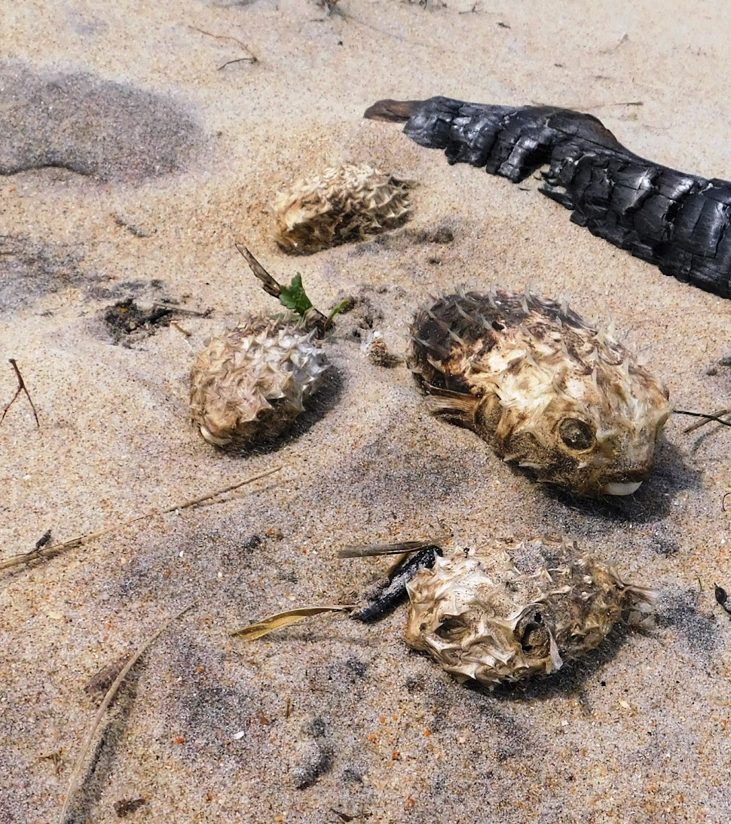 Porcupinefishes