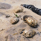 Porcupinefishes