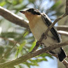 Paperbark Flycatcher (immature)