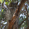 Great horned Owl