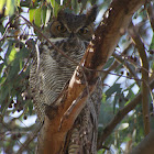 Great horned Owl