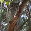 Great horned Owl