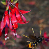 yellow-legged hornet