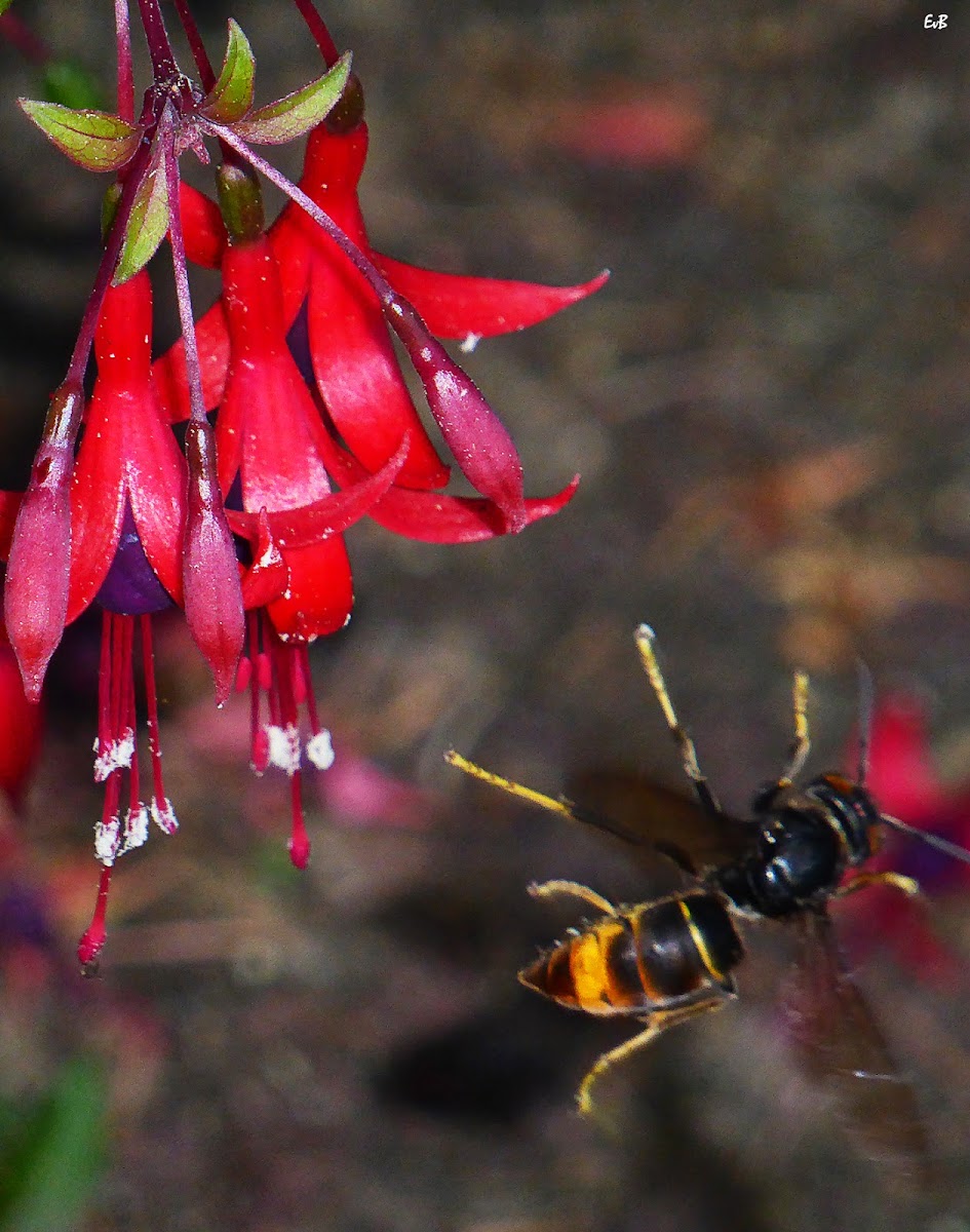 yellow-legged hornet