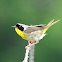 Common Yellowthroat