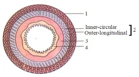 Physiology Of Digestive System