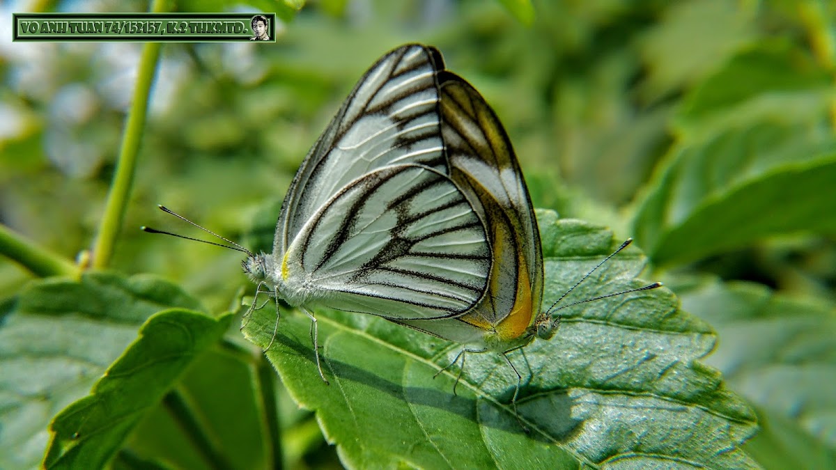 Striped Albatross.