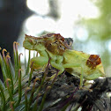 Pennsylvania Ambush Bug