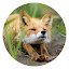 Cute fox popular animal HD New Tab Page Theme