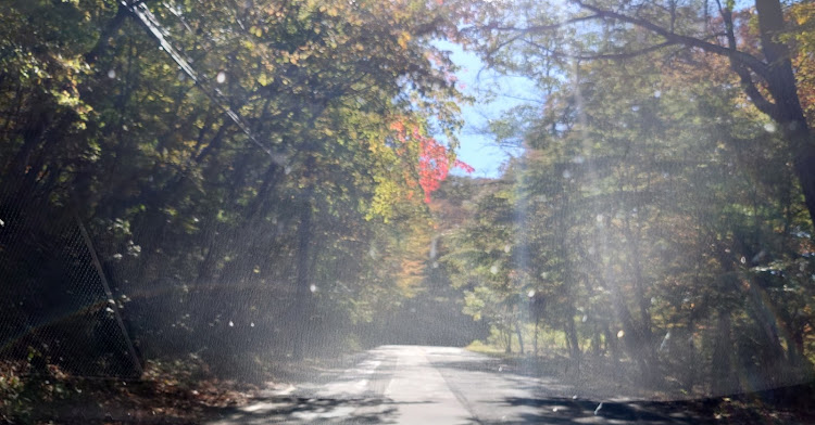 アテンザの紅葉と愛車・紅葉ドライブ・紅葉・猫ちゃんの投稿・10月も残りわずかに関するカスタム事例の投稿画像3枚目