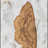 Cyclophora puppillaria