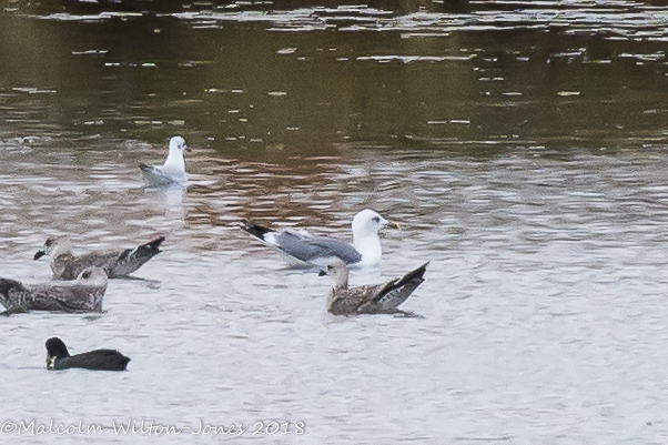 Yellow-legged Gull