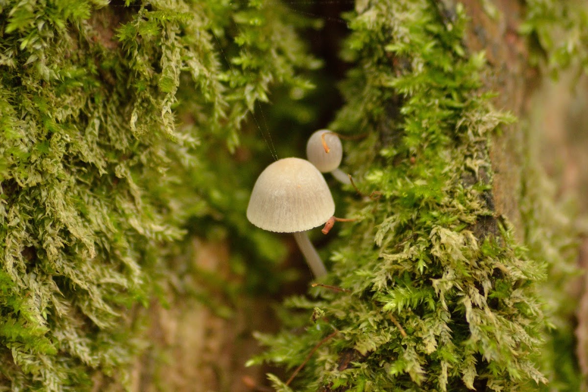 Fairy Ink Cap