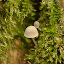 Fairy Ink Cap