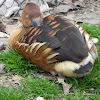 Fulvous Whistling Duck