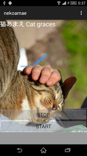 猫鳴き声あまえ