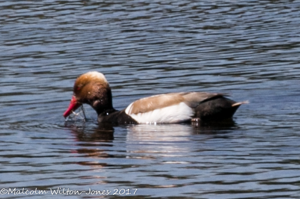 Red-crested Pochard; Pato Colorado