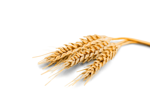 Lúa mạch screenshot 1