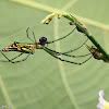 Long-jawed Orbweaver