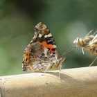 Indian Red Admiral