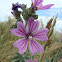 Common mallow