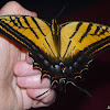 Two-tailed Tiger Swallowtail