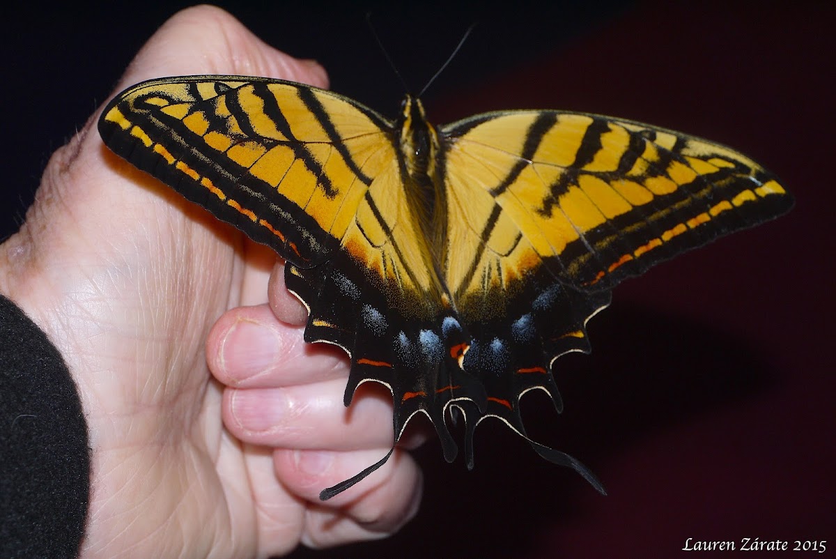 Two-tailed Tiger Swallowtail