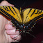 Two-tailed Tiger Swallowtail