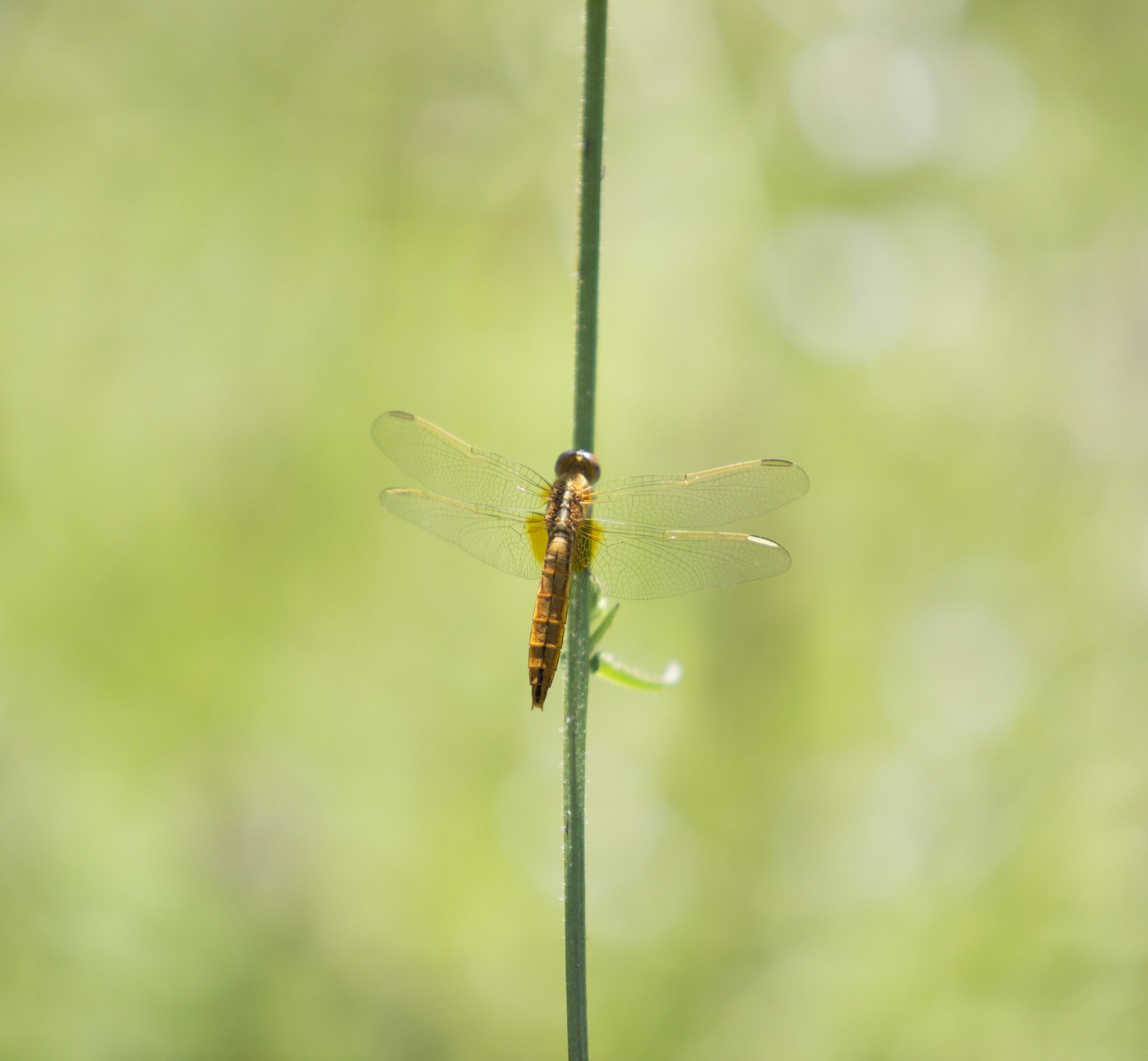 Golden Dragonfly di cubbins619