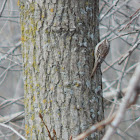 Brown Creeper